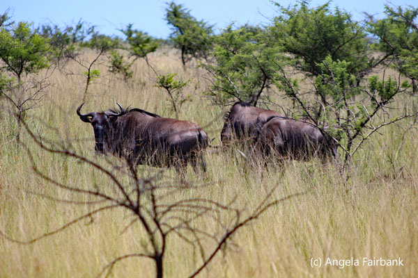2 wildebeast