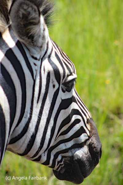 zebra head