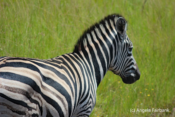 zebra