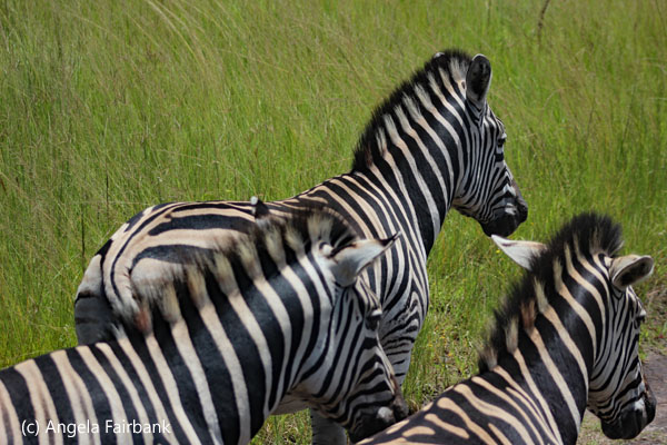 3 zebra