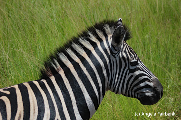 zebra neck and head