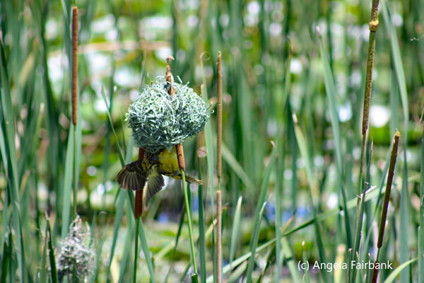 weaver at bottom of nest 1