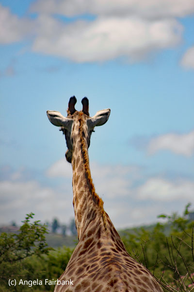 giraffe neck and head 2
