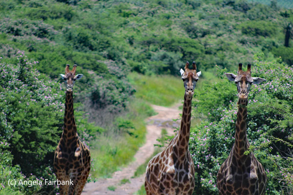 3 giraffes facing me