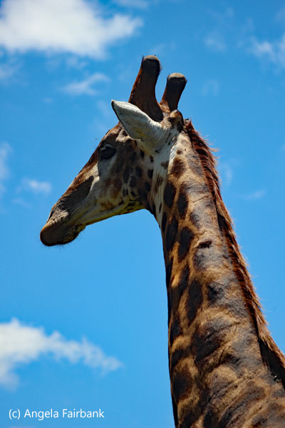 giraffe head and neck vertical
