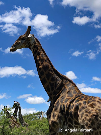 giraffe profile