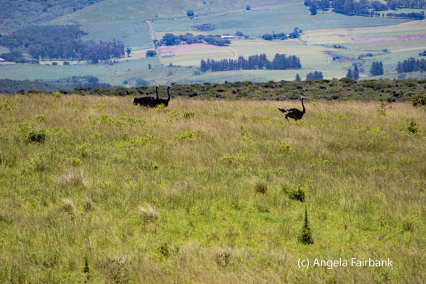 ostriches running