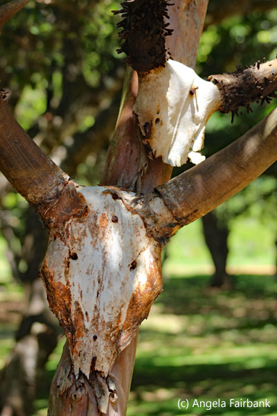 cattle skulls on tree