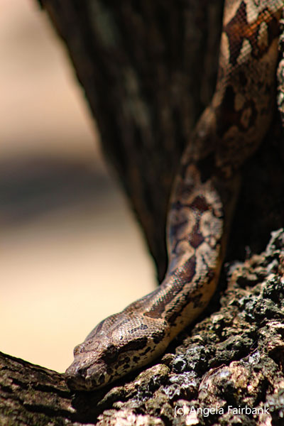 snake head
