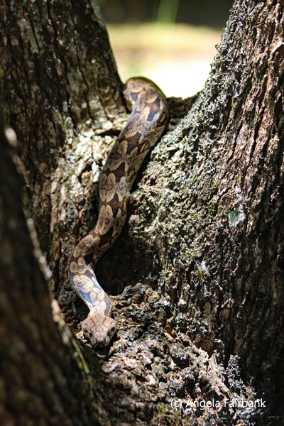 snake