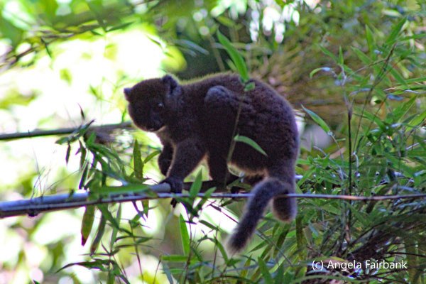 bamboo lemur 3