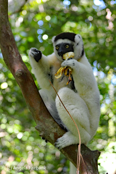 sifika with banana 1
