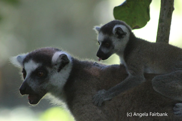 ring-tail lemur with baby 2