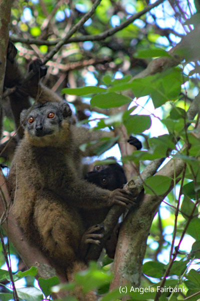 brown lemur 5
