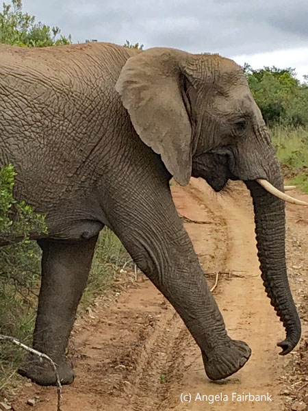 mother elephant crossing road 3