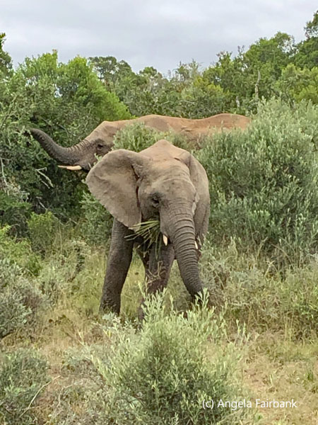mother and baby elephants
