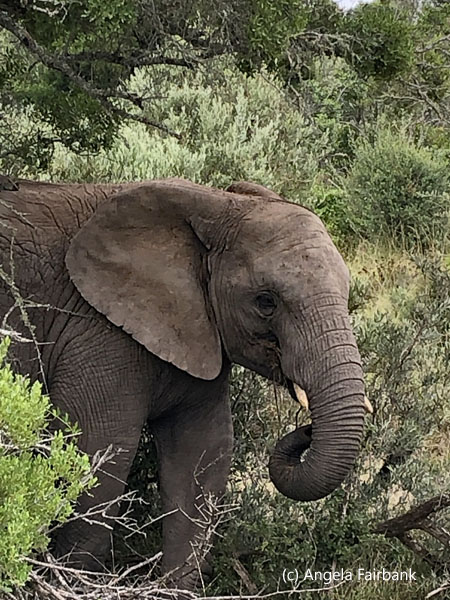baby elephant 2