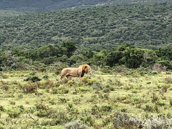 male lion 1