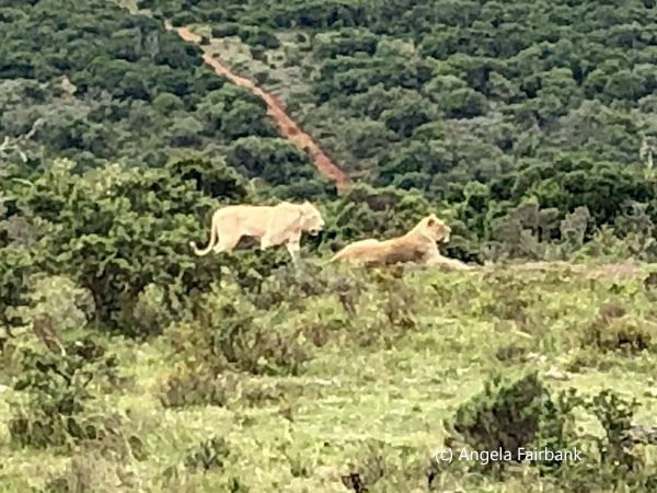 2 female lions 