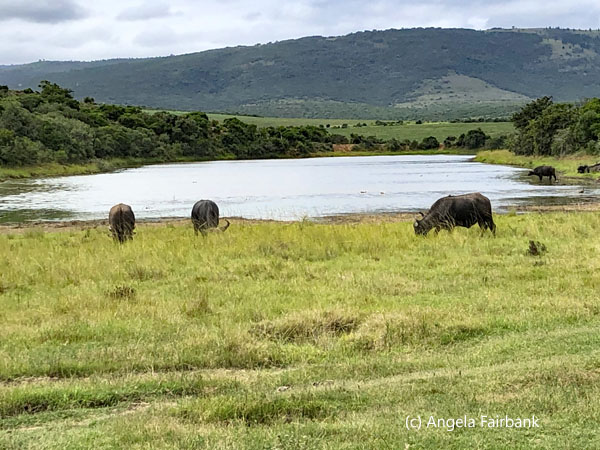 water hole with cape buffalo