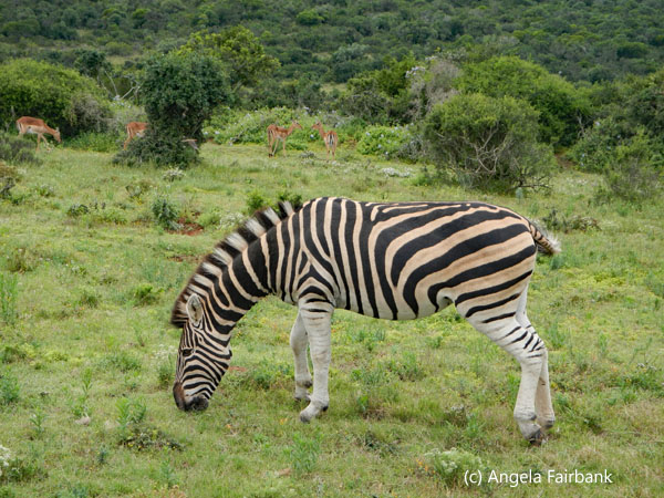 zebra