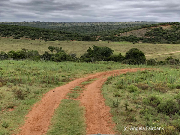 track on game drive