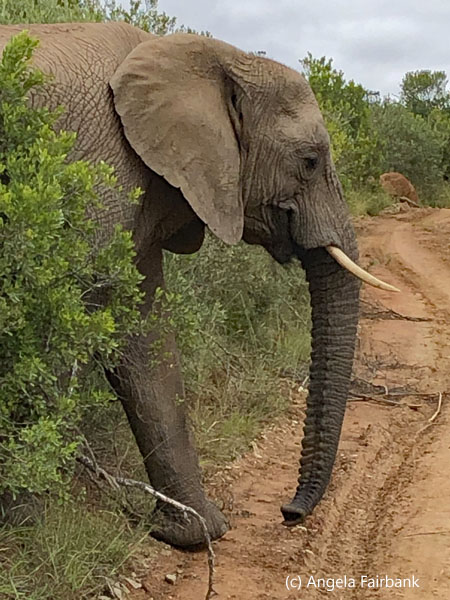 mother elephant crossing road 2