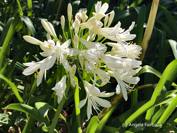 white flower 1