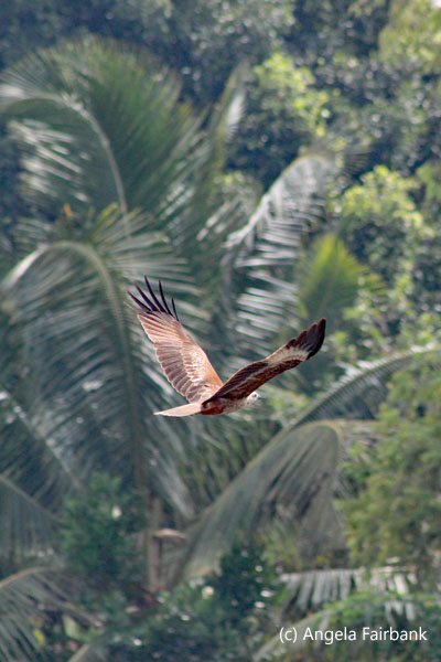kite in flight