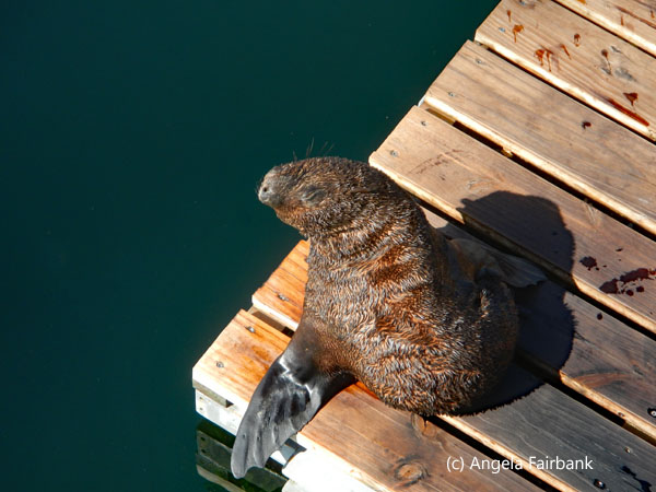 cape fur seal by water