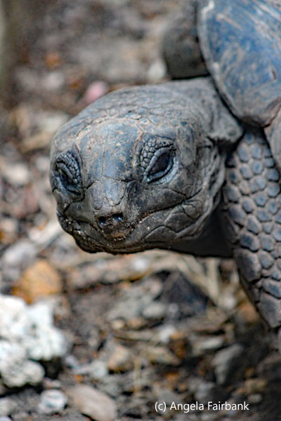 tortoise head turned