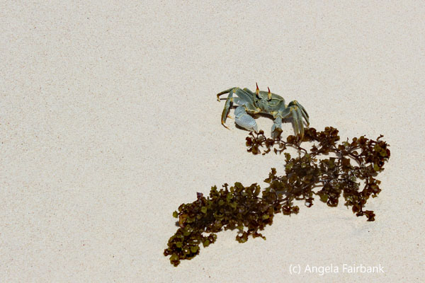 sand crab with seaweed