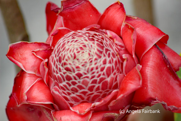 red protea