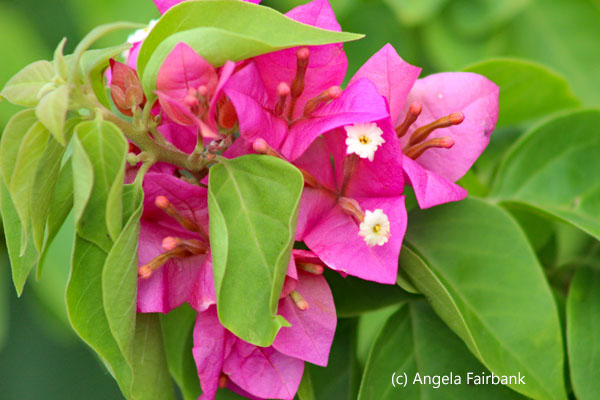 pink bougainvillea
