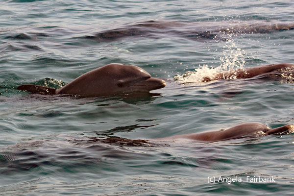 bottle-nose dolphins 1