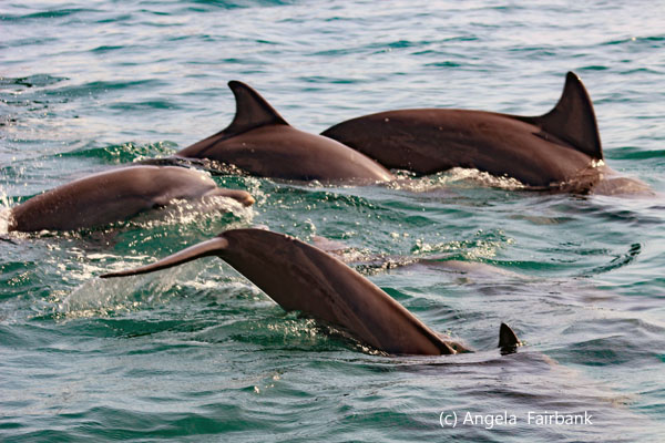 bottle-nose dolphins 3