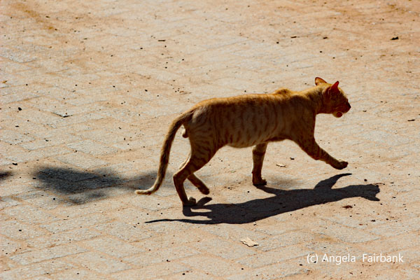 ginger cat