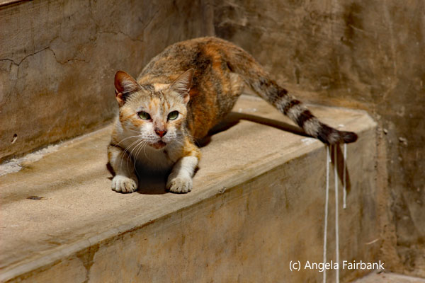cat