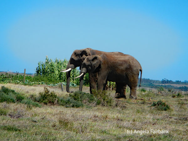 two male elephants