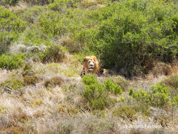 male lion 1