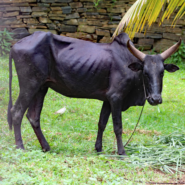 zebu