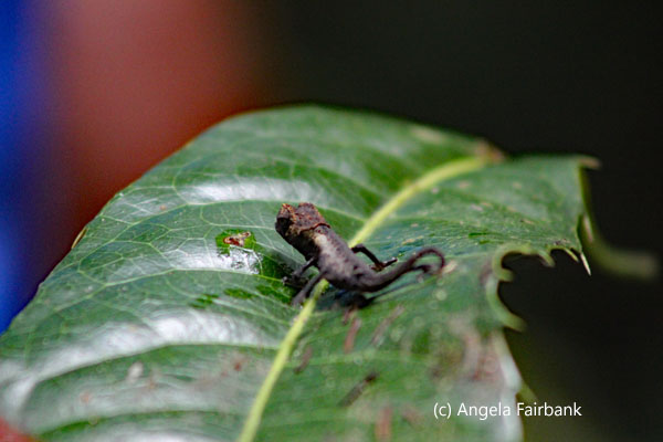 Brookesia micra chameleon 2