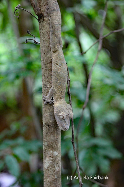 leaf-tailed lizard