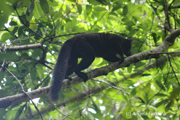 black lemur