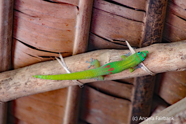day gecko 2