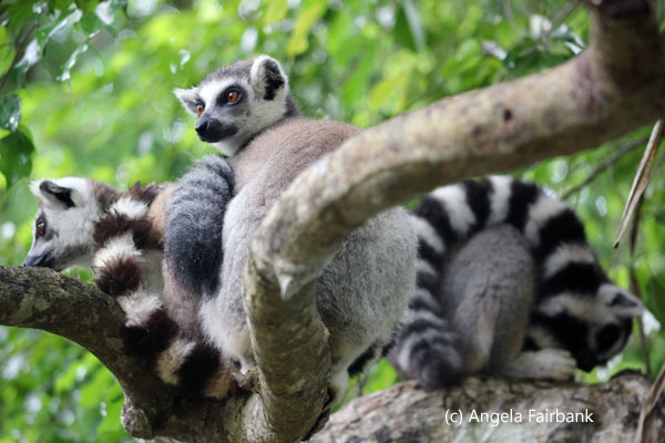 ring-tailed lemurs 3