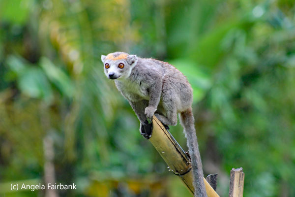 crowned lemur 2