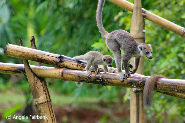 crowned lemurs 1