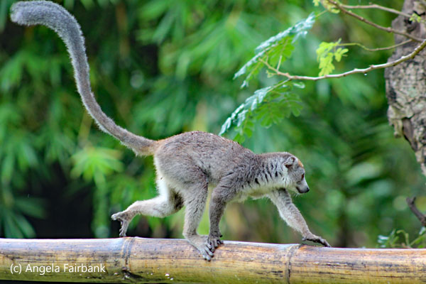 crowned lemur 7