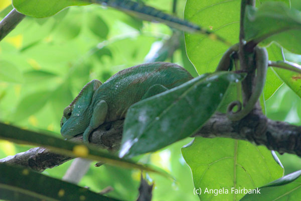 chameleon 1